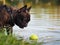 The dog looks at the ball in the water