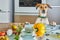 The dog looks with interest at the table with food prepared for a virtual online master class, prepared healthy food in the