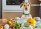 The dog looks with interest at the table with food prepared for a virtual online master class, prepared healthy food in the