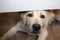 Dog looks out from under table, asks for food, begging puppy