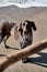 Dog looks at stick and wants to play. German shorthair breed of hunting dogs. Close up portrait of Kurzhaar. Walk with dog