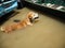 Dog is lost to the owner while flooding