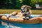 dog lounging on an inflatable pool raft under the sun