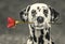Dog in love with red rose in the mouth -- black and white picture