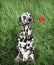 Dog in love with red rose in the mouth on the grass