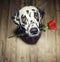 Dog in love with red rose in the mouth present it