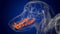 Dog lower teeth Anatomy For Medical Concept 3D