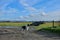 Dog lurcher Collie black and white dirt path old farm machinery blue skies