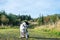 Dog Lurcher Collie in the pine forest