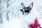 Dog  in luxury clothes, white fur and glasses in the winter forest. Active way of life, sport. Portrait of a dog in winter.