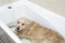 The dog is lying in the bathroom. bathing the dog, golden retriever in the bathroom after a walk