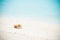 dog is lying on the beach Bright blue sea