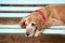 Dog lying in the blue bench