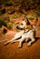 Dog lying in desert