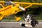 Dog lying down in front of airplane