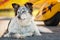 Dog lying down in front of airplane