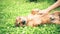 Dog lying down on grass