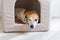 Dog lying down having rest in small comfortable pet house