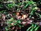 Dog lying on dry leaves in the forest of Kalimantan, Indonesia, with a little sunshine