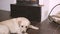 Dog lying in front of fireplace