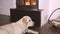 Dog lying in front of fireplace