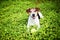 Dog lying in the grass with ball