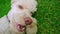 Dog lying on grass and holding tennis ball in mouth. Closeup of dog face