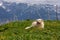 Dog lying on the grass with mountains in the background