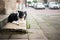 Dog lying on the house stairs. Black and White border collie waiting on the street in front of house