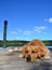 Dog lying, lake view on background