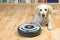 Dog is lying next to the vacuum cleaner