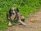 The dog is lying on a rural road. Sad look.