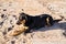 A dog lying on sand at the beach, with sad eyes and wet fur. poor solitude pet. Lonely dog waiting for its owner.