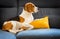 Dog lying, sleeping on the sofa on yellow pillow. Canine background