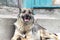 dog. lying on the steps. he guards the entrance to the house