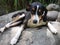 A dog lying on a stone