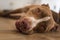 Dog lying on wooden floor indoors, brown amstaff terrier resting