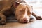 Dog lying on wooden floor indoors, brown amstaff terrier resting with big sad eyes