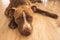 Dog lying on wooden floor indoors, brown amstaff terrier resting, big sad eyes looking at camera