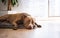 Dog lying on wooden floor indoors, brown amstaff terrier resting next to garden doors