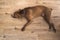 Dog lying on wooden floor indoors, brown amstaff terrier resting on summer day