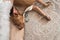 Dog lying on wooden floor indoors, brown amstaff terrier resting on summer day