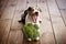 Dog lying on the wooden floor. Yawns. The paws holding broccoli