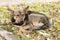 The dog, lying on the yellowed grass