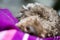 Dog macro portrait lagotto romagnolo fifty megapixels high quality