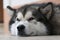A dog of the Malamute breed lies resting. Close-up of a dog\\\'s muzzle