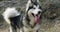 Dog, malamute and outdoor in wilderness, happy and nature in hiking trail, domestic animal and pet. Puppy, fun and