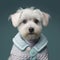 Dog maltese cute portrait. Dog maltese breed in cute funny outfit for studio