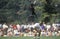 Dog and Man participating in World Championship Semi-Finals of Canine Frisbee Contest, Rose Bowl, Pasadena, CA