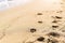 Dog and man tracks on wet sea sand during the day, selective focus. Imprints of dog paws on the sand of the sea beach